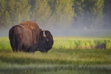 Bison in Morning Light (Sandipan Biswas ) - Muzeo.com