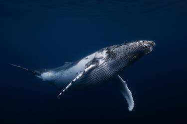 Black & Whale (Gabriel Barathieu) - Muzeo.com
