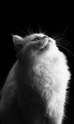Blanc sur noir (Asep Awaludin) - Muzeo.com