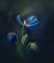 Blue poppy (Ruiqing P.) - Muzeo.com