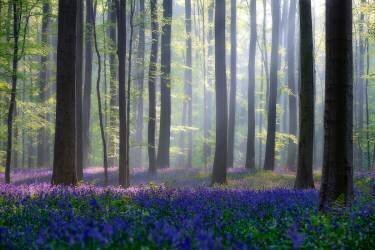 Bluebells (Adrian Popan) - Muzeo.com