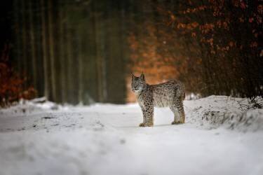 Bobcat in winter forest (Michaela Firesova) - Muzeo.com