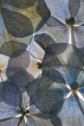 Botanical #26 (Lenka) - Muzeo.com