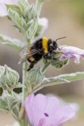 Bourdon terrestre sur une Guimauve officinale (Marie Aymerez) - Muzeo.com