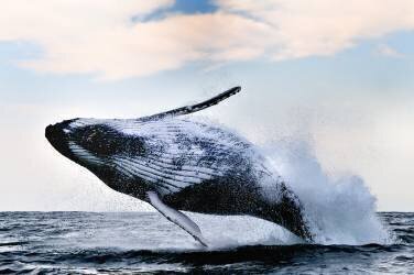 Breach (Alexander Safonov ) - Muzeo.com