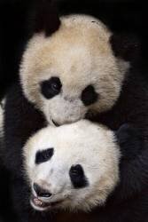Brothers (Alessandro Catta) - Muzeo.com