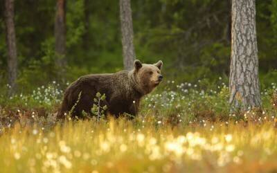 Brown Bear (Assaf Gavra) - Muzeo.com