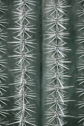Cactus green (1x Studio III) - Muzeo.com