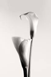 Calla (Calin Hanchevici) - Muzeo.com