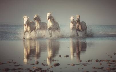 Camargue Horses (Rostovskiy Anton) - Muzeo.com