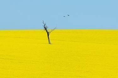 Canola Flowers (Ivylu) - Muzeo.com