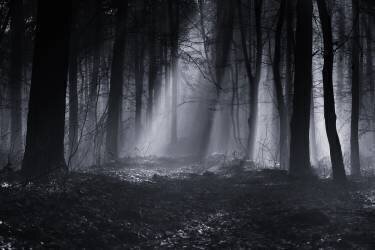 Capela forest (Julien Oncete) - Muzeo.com