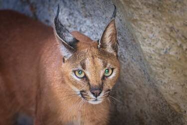 Caracal portrait (Jeffrey C. Sink) - Muzeo.com