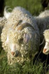 Chèvre angora au champ (Claudius Thiriet) - Muzeo.com