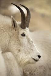 Chèvre de montagnes, Oreamnos americanus (Y.W.P) - Muzeo.com