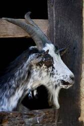 Chèvre de race Lorraine (Bruno Mathieu) - Muzeo.com