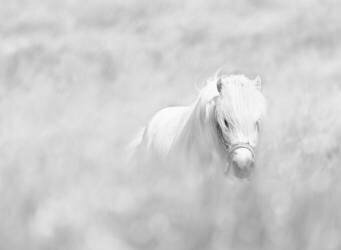 Cheval blanc (Oles Paritskiy) - Muzeo.com