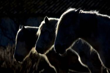 Chevaux (Michel Romaggi) - Muzeo.com
