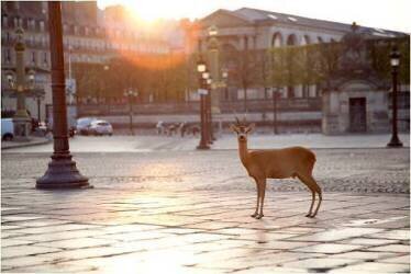 Chevreuil debout sur la place de la Concorde (Chris Tobin) - Muzeo.com