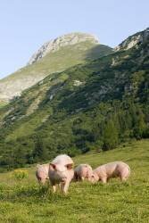 Cochons domestiques dans le Tyrol (Reinhard Hoelzl) - Muzeo.com