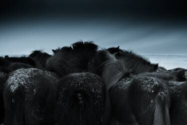 Cold weather (Bingo Z) - Muzeo.com