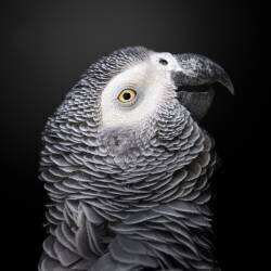 Colorful Grey (Fegari) - Muzeo.com
