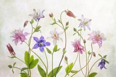 Columbine (Mandy Disher) - Muzeo.com