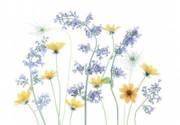 Coreopsis (Fangping Zhou) - Muzeo.com