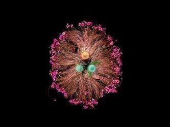 Couleurs de la vie (Sujon Adikary) - Muzeo.com