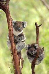 Couple de koalas sur un arbre (Jspix) - Muzeo.com