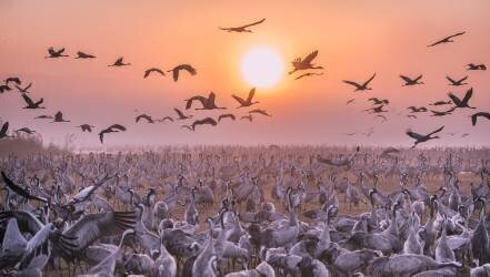 Cranes at sunrise (Keren Or) - Muzeo.com