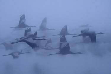 Cranes in the fog (Yaki Zander) - Muzeo.com
