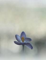 Crocus in the window (Lotte Gronkjar) - Muzeo.com