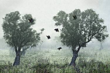 Crows in the mist (S. Amer) - Muzeo.com