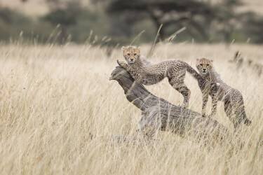 Curious Kitties (Renee Doyle) - Muzeo.com