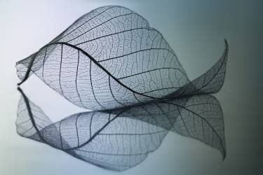 Curvaceousness (Shihya Kowatari ) - Muzeo.com