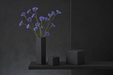 Cyanus Segetum (Christophe Verot) - Muzeo.com