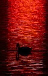 Cygne tuberculé (Cygnus olor) au coucher du soleil, Lettonie (Markus Varesvuo) - Muzeo.com