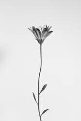 Daisy (Thierry Lagandré...) - Muzeo.com