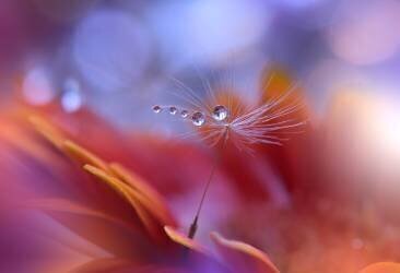 Dance in the Light... (Juliana Nan) - Muzeo.com