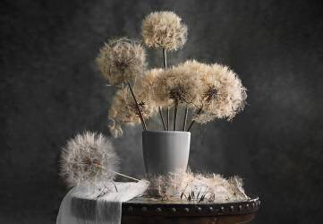 Dandelion Seed Pod (Lydia Jacobs) - Muzeo.com