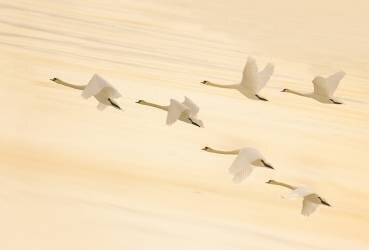 Danse en groupe (Feng Qin) - Muzeo.com