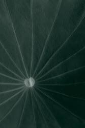 Dark green leaf (1x Studio III) - Muzeo.com