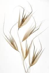 Delicacy of nature (Thierry Lagandré...) - Muzeo.com
