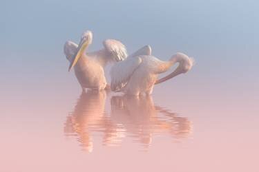 Deux pélicans (Natalia Rublina) - Muzeo.com