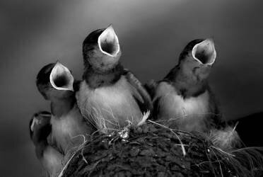 Do, Re (please feed) Mi (Robin Wechsler) - Muzeo.com