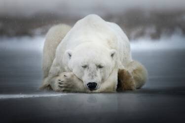 Dreaming alone (Alberto Ghizzi Panizza) - Muzeo.com