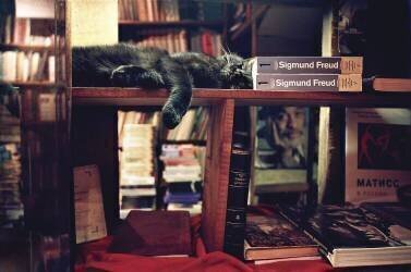 Dreams by Freud (Natasha Gudermane) - Muzeo.com
