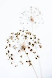 Fleur séchée 2 naturelle (1x Studio III) - Muzeo.com
