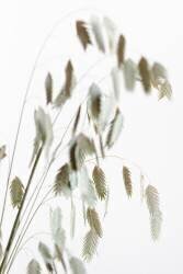 Herbe séchée naturelle (1x Studio III) - Muzeo.com